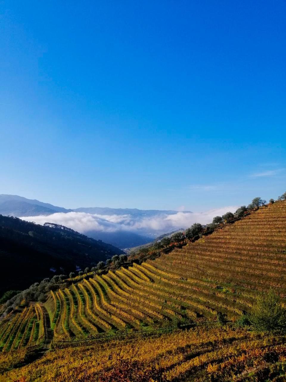 Quinta De Baixo Villa Vila Marim Dış mekan fotoğraf