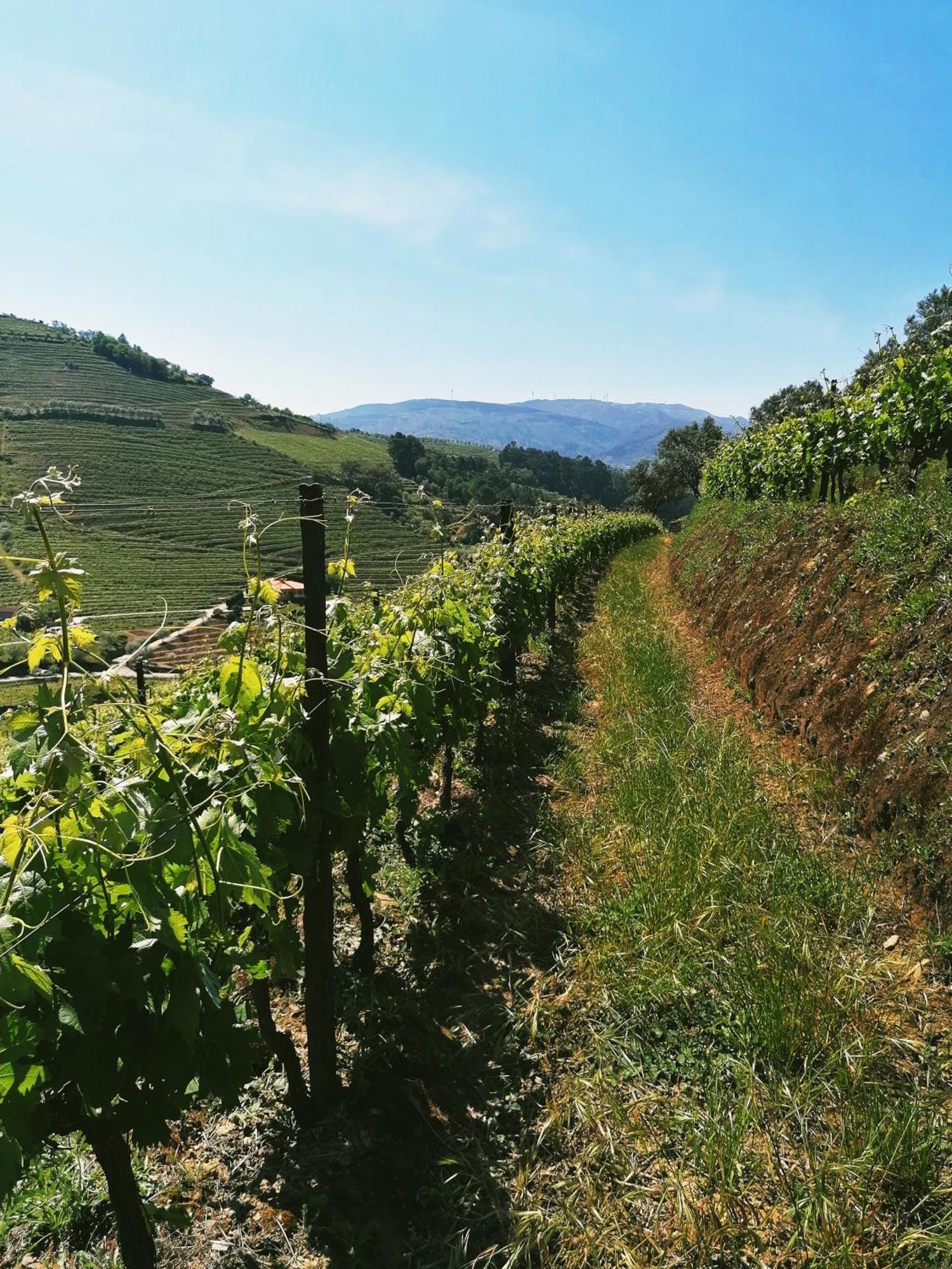 Quinta De Baixo Villa Vila Marim Dış mekan fotoğraf